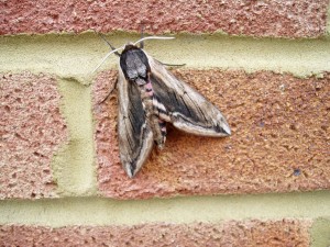 Privet Hawk Moth by Phillip