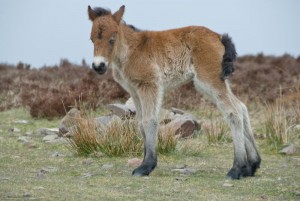 exmoor pony