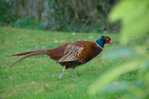 pheasant