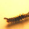 090815Spikycaterpillara