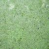 090827DuckWeed