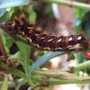 090829Caterpillarunidentified