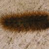 HairyCaterpillar090724