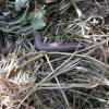 SlowWorm090723